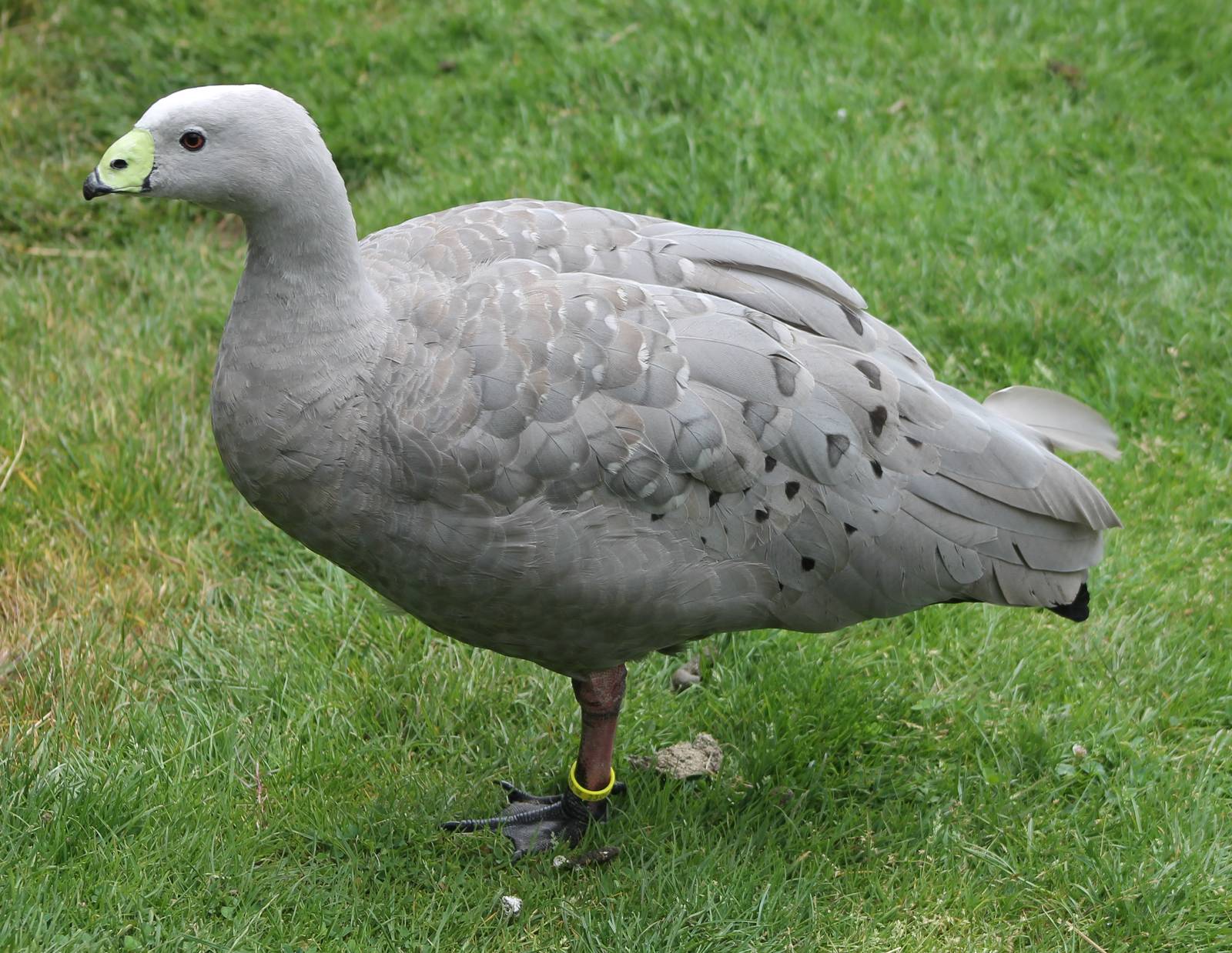 Cereopsis goose
