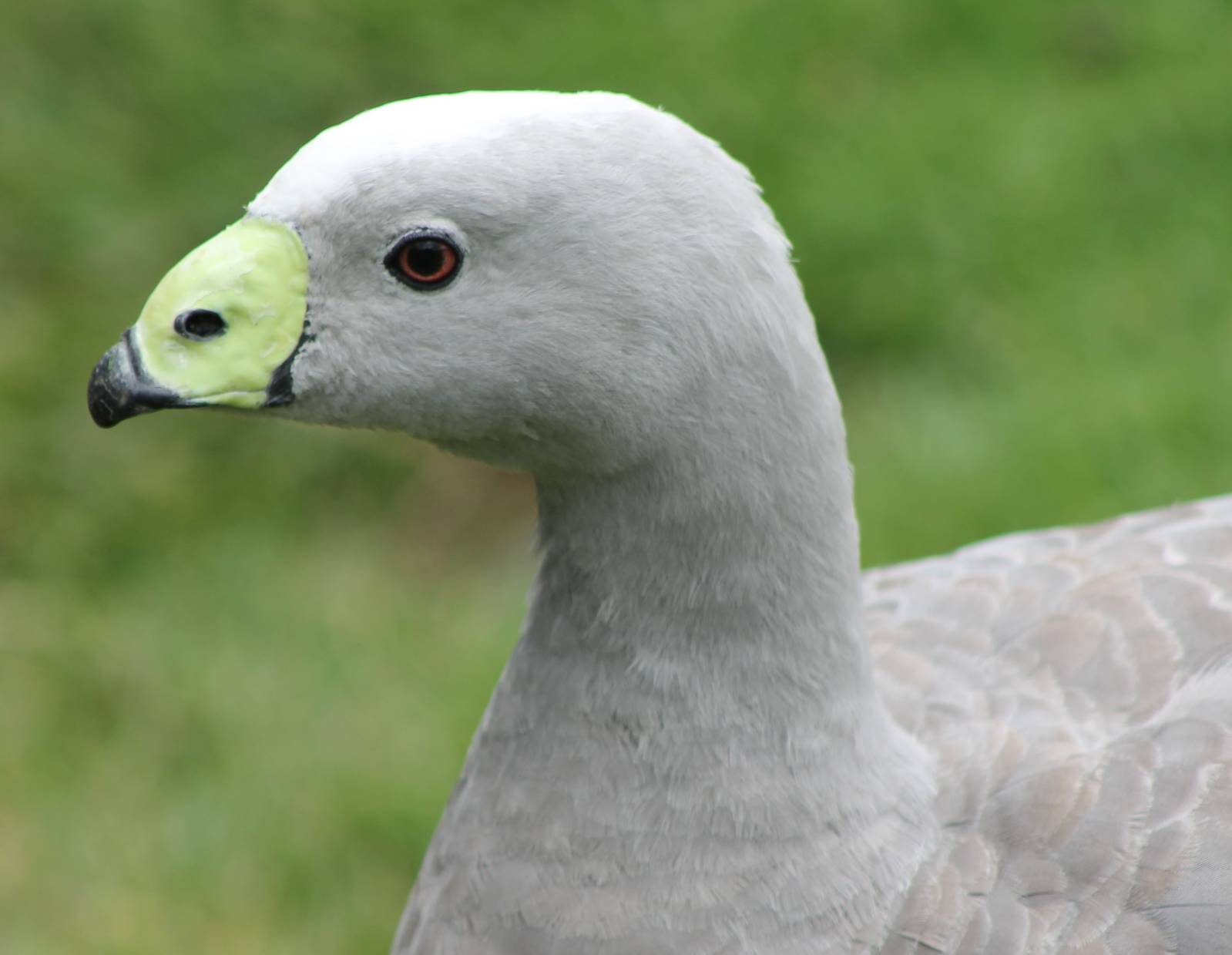 Cereopsis goose