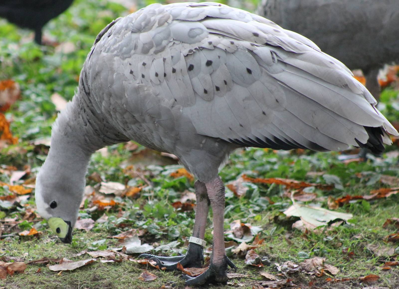 Cereopsis goose