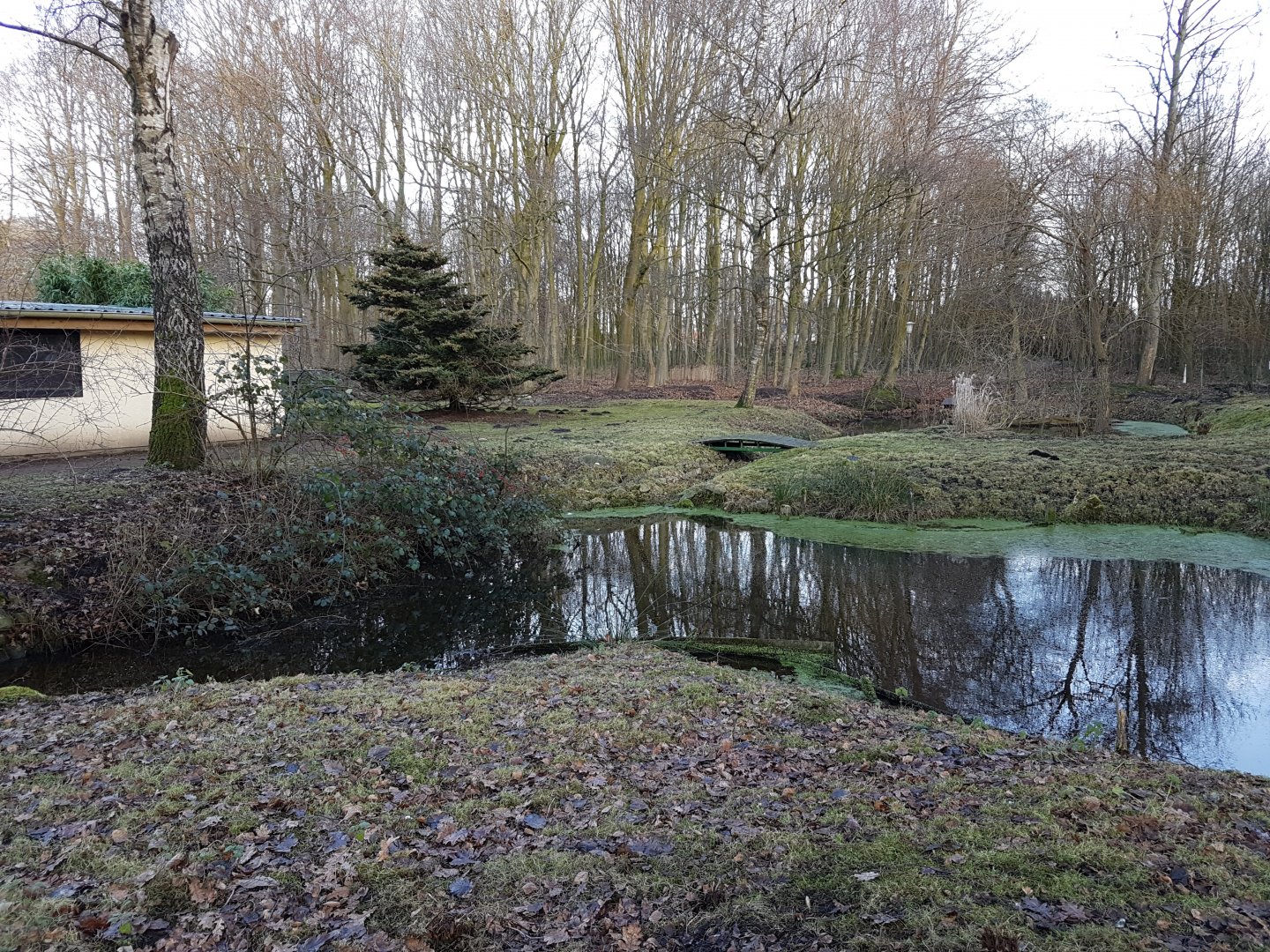 Cereopsis - muntjac-walk-through