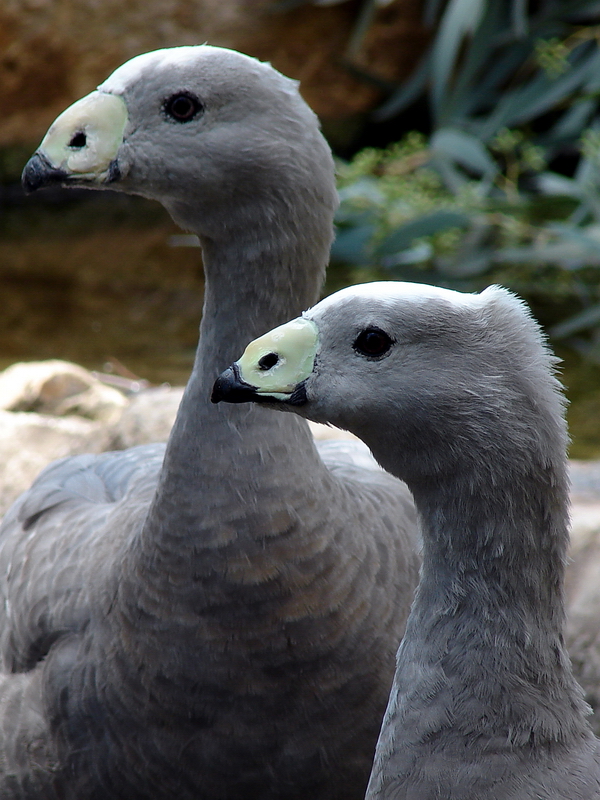 Cereopsis novaehollandiae / Cape Barren Goose (pair)