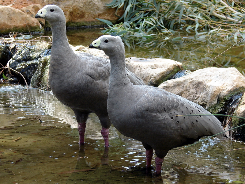 Cereopsis novaehollandiae / Cape Barren Goose (pair)