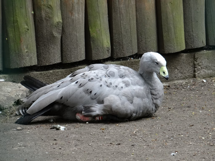 Cereopsis novaehollandiae