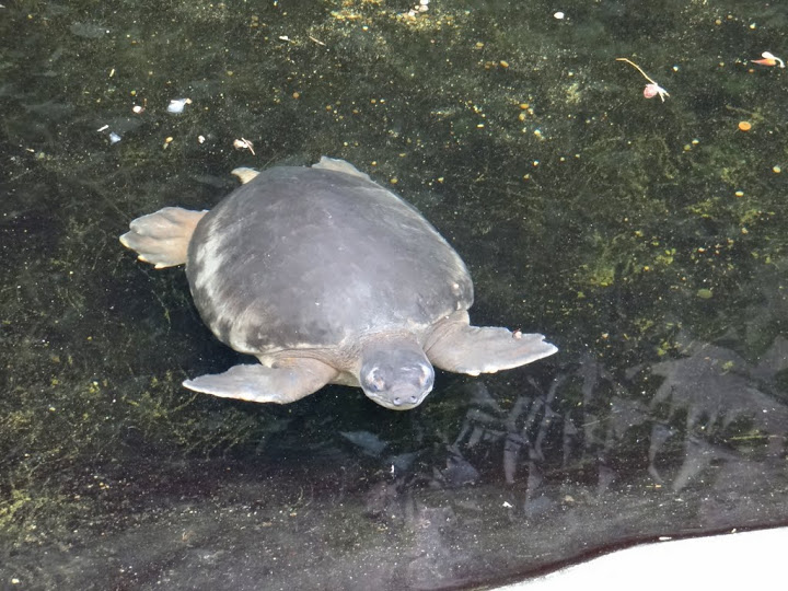 Cerettochelys insculpta