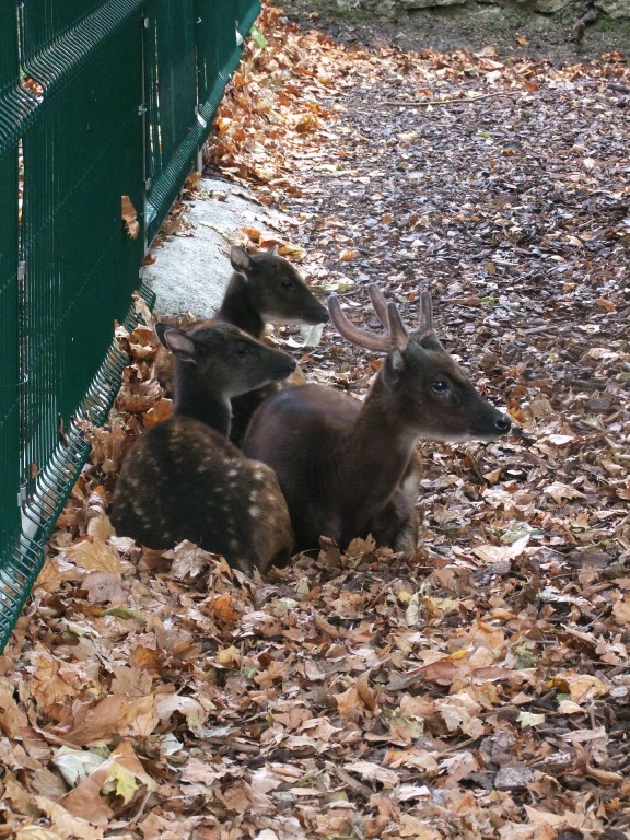 Cerf du prince Alfred (Cervus alfredi)