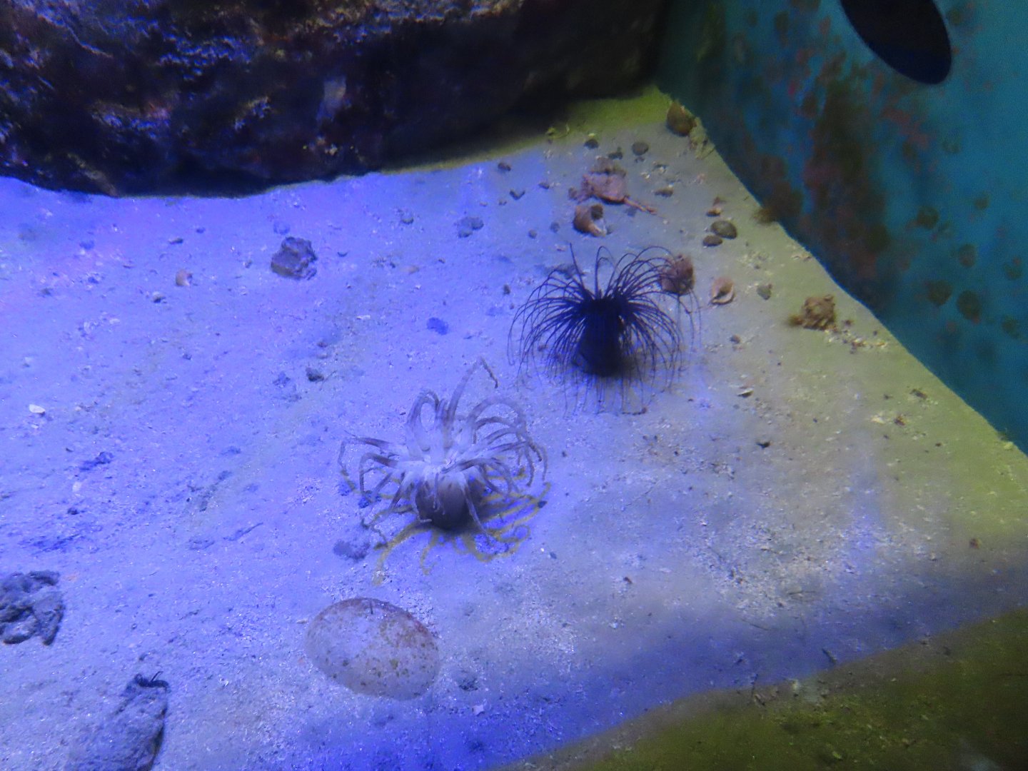 Cerianthus filiformis and Pachycerianthus magnus