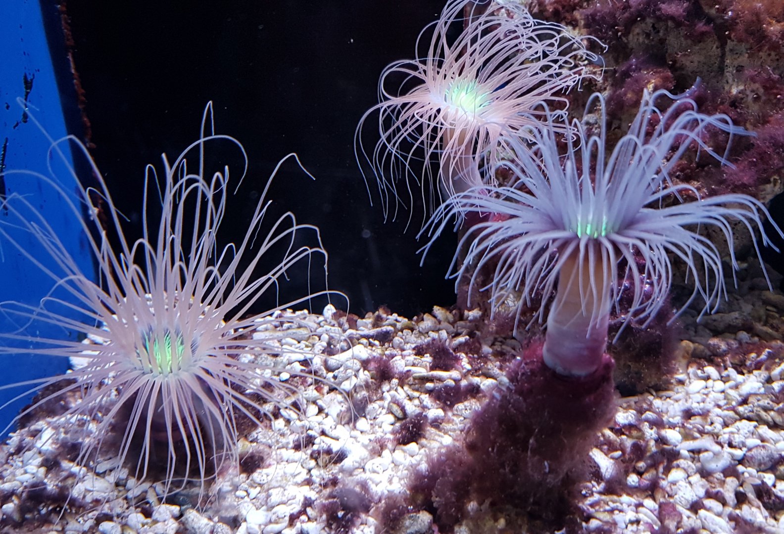 Cerianthus membranaceus