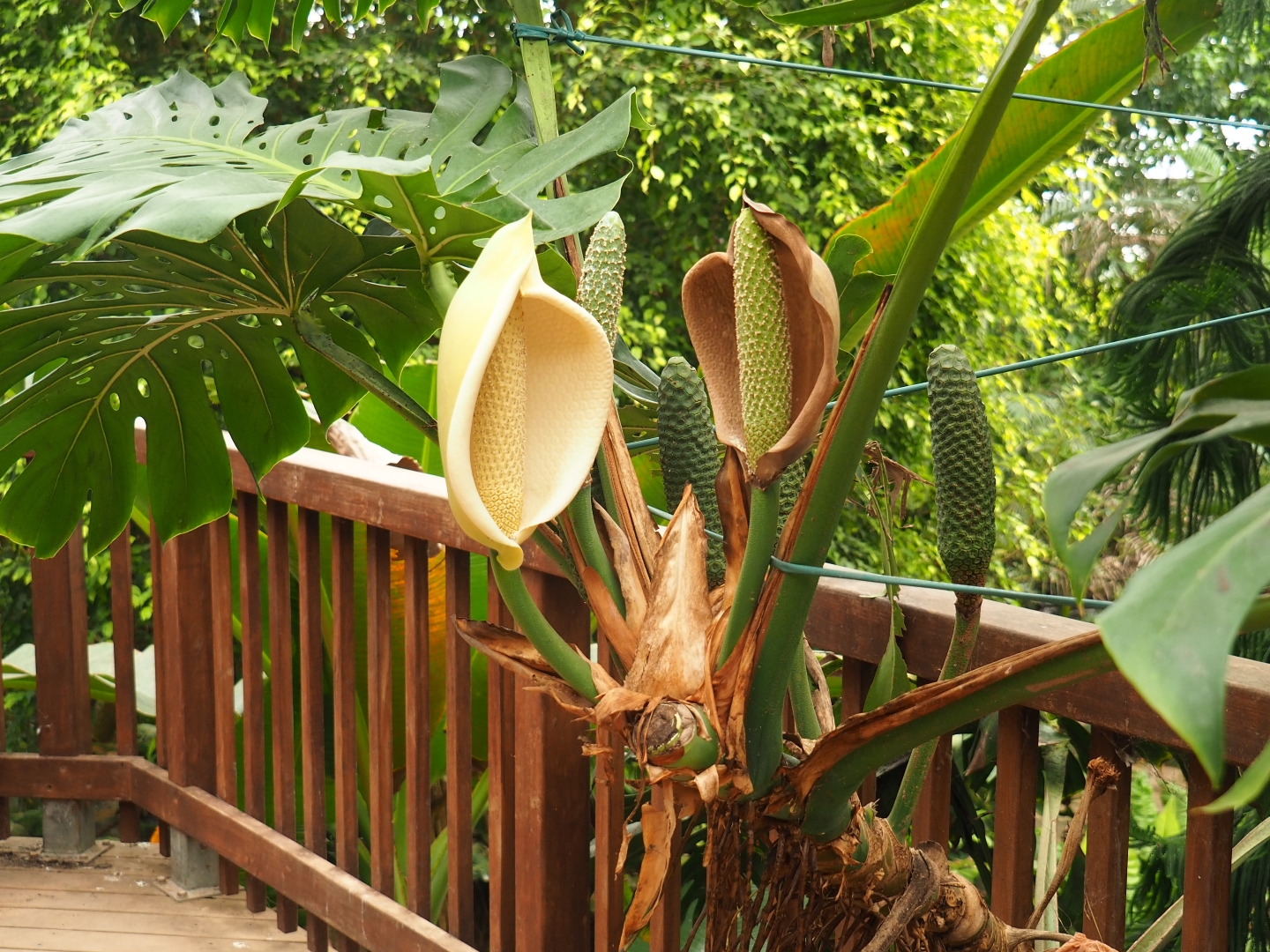 Ceriman (Monstera deliciosa) flowers (Aug 28th, 2018)