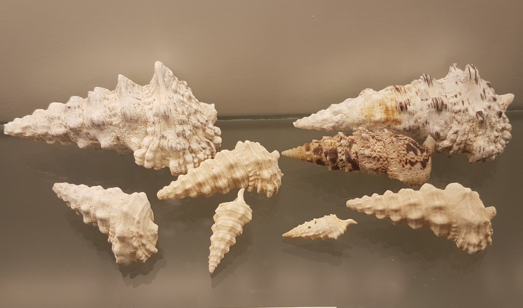 Cerithium nodulosum