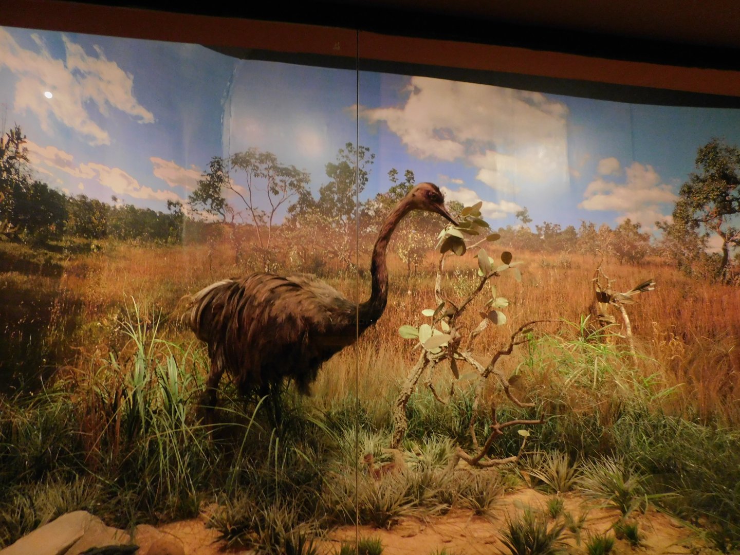 Cerrado biome diorama - Museum of PUC Minas - Brazil