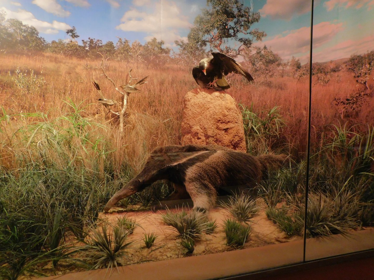 Cerrado biome diorama - Museum of PUC Minas - Brazil
