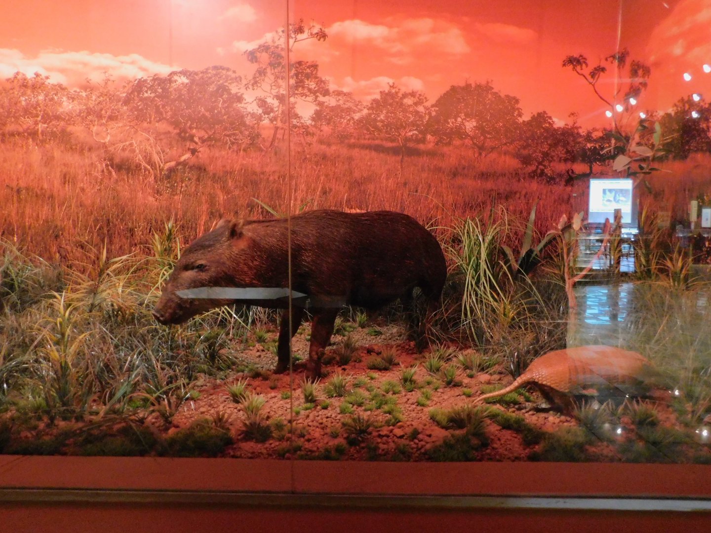Cerrado biome diorama - Museum of PUC Minas - Brazil