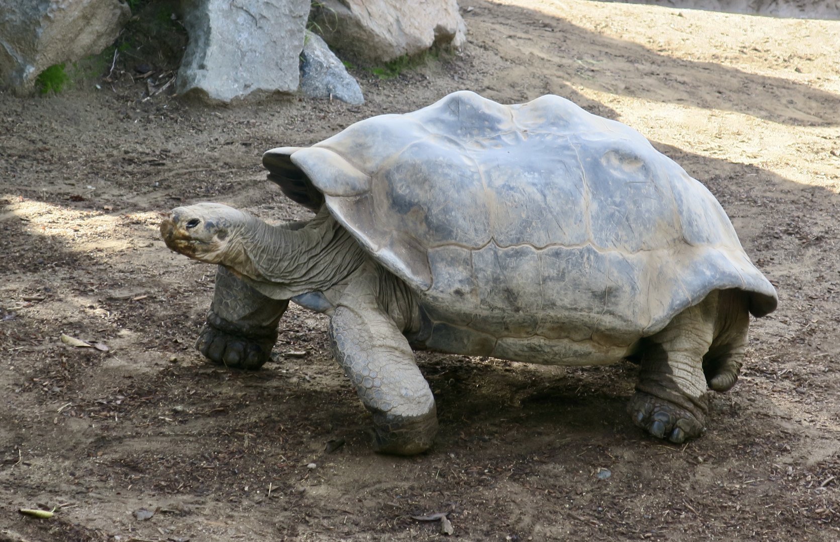 Cerro Azul Giant Tortoise (Chelonoidis vicina)