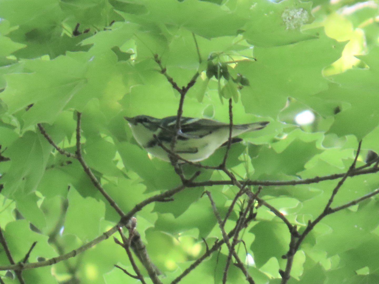 Cerulean Warbler (Setophaga cerulea)