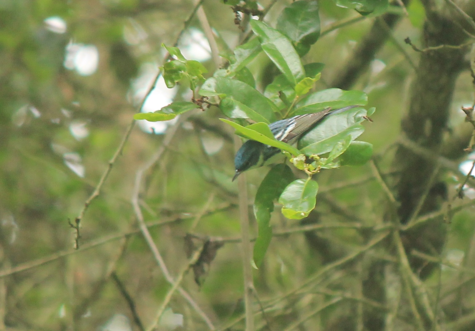 Cerulean Warbler