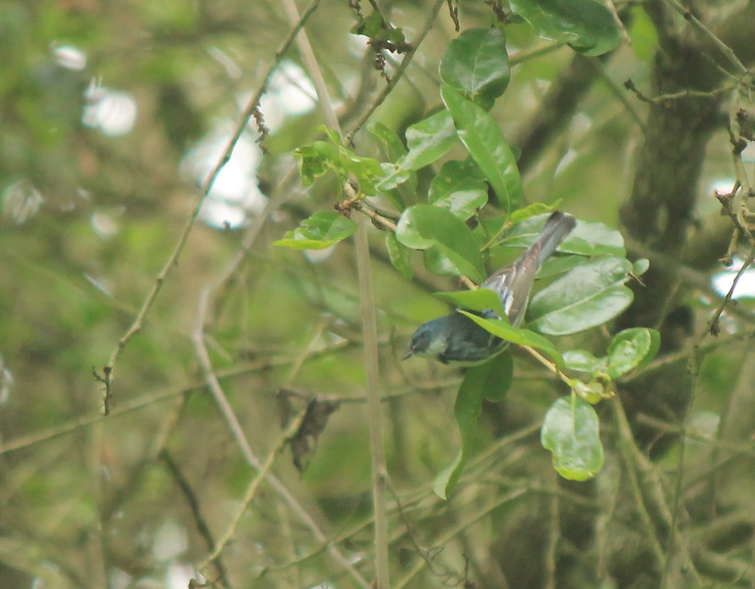 Cerulean Warbler