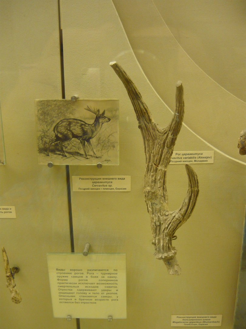 Cervavitus variabilis antler and reconstruction
