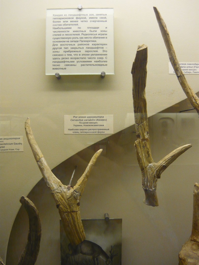Cervavitus variabilis antlers