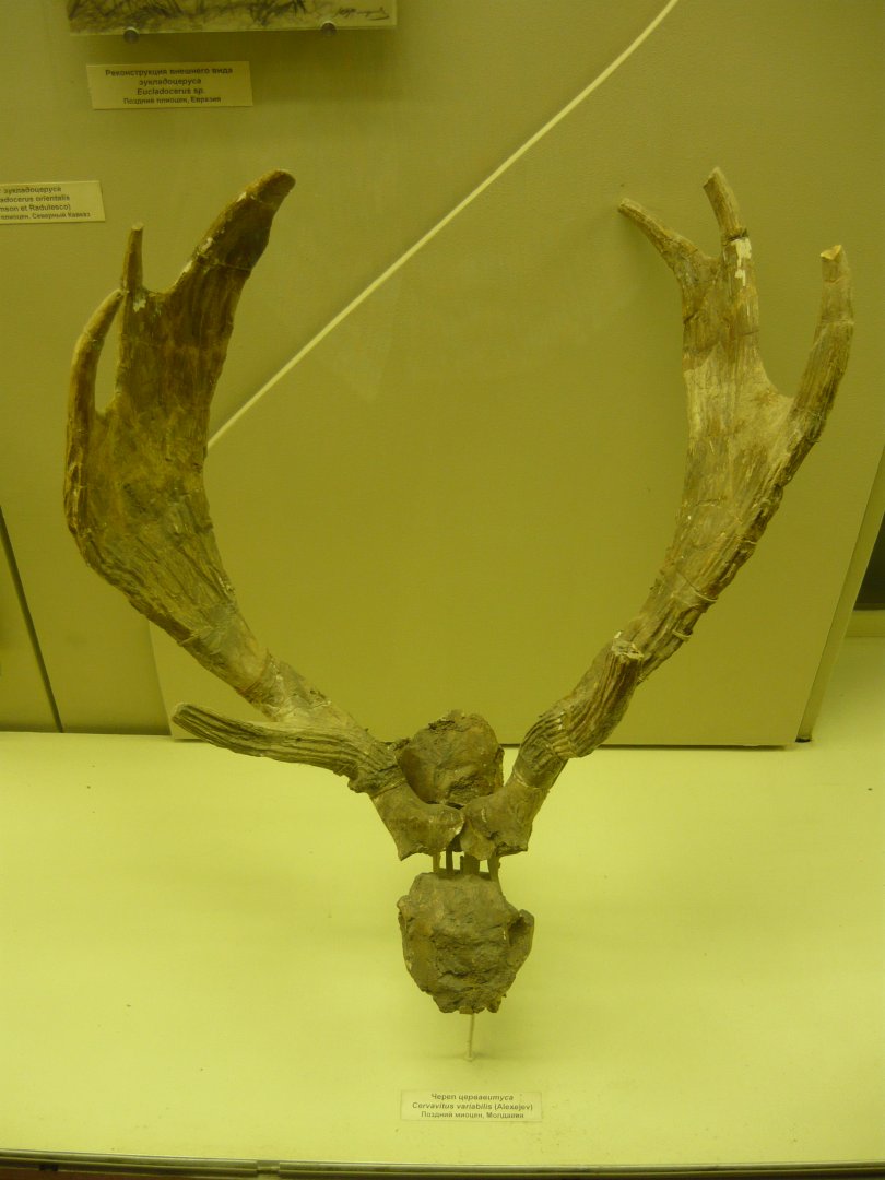 Cervavitus variabilis skull fragment with antlers