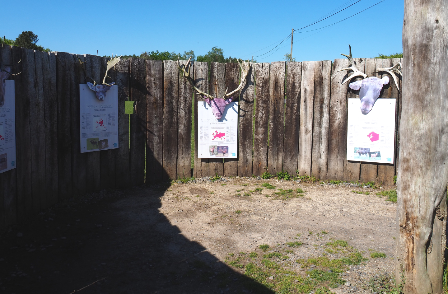 Cervidae education area, 2021-05-29