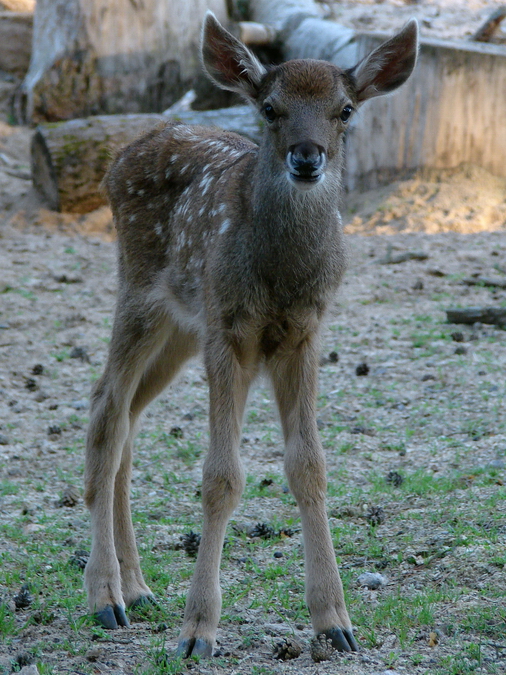 Cervus albirostris / White-lipped deer (calf), 10-07-2010