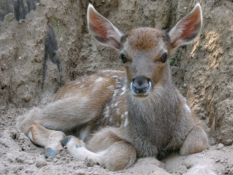 Cervus albirostris / White-lipped deer (calf), 10-07-2010