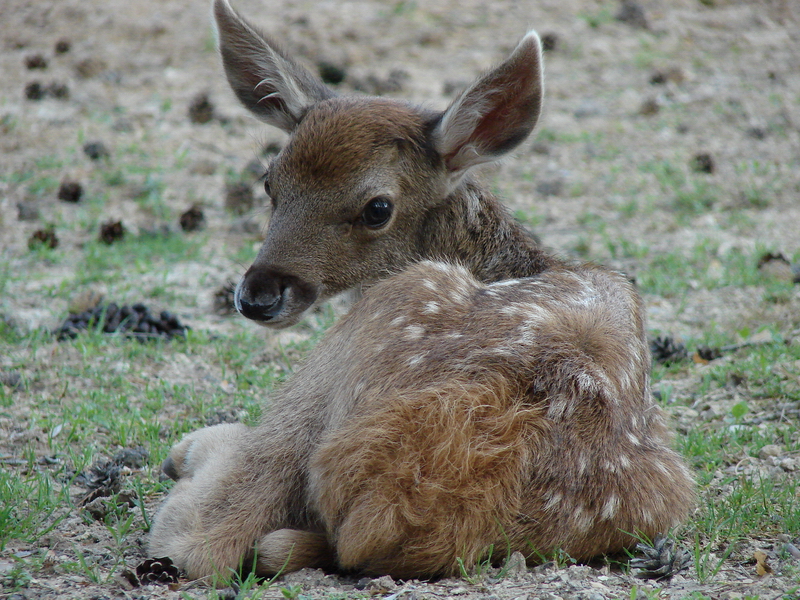 Cervus albirostris / White-lipped deer (calf), 10-07-2010