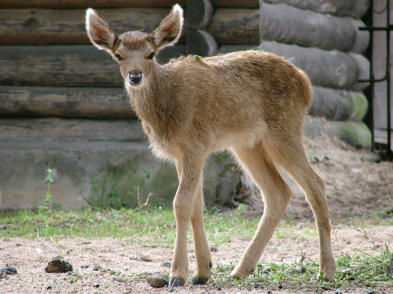 Cervus albirostris / White-lipped deer (calf), 15-08-2010