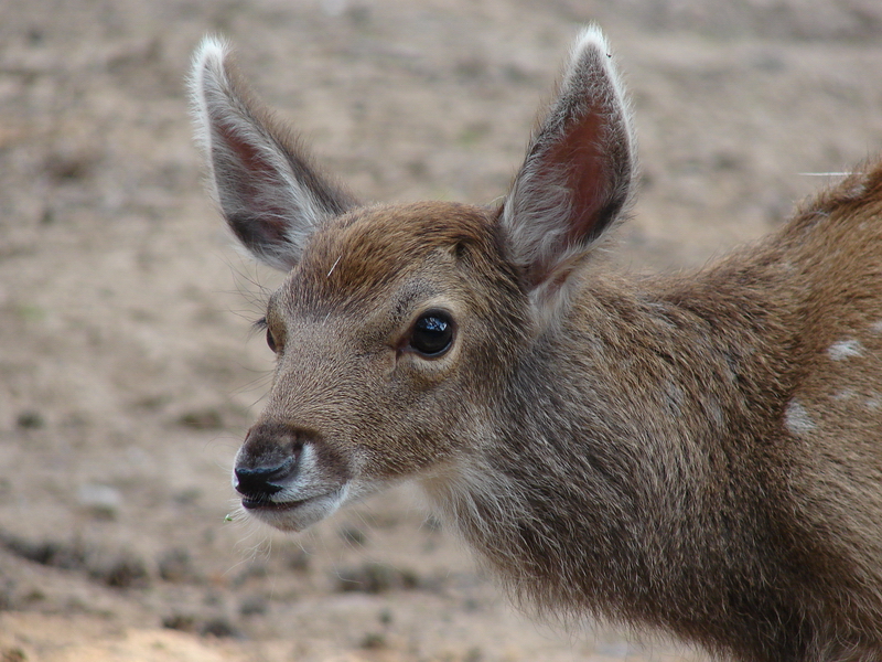 Cervus albirostris / White-lipped deer (calf), 31-07-2010