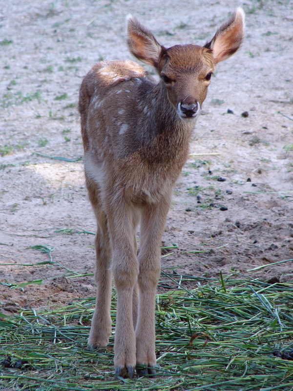 Cervus albirostris / White-lipped deer (calf), 31-07-2010