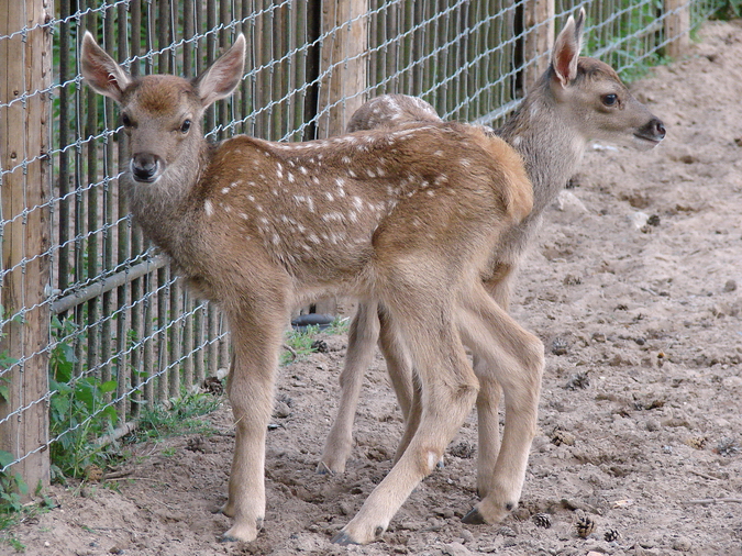 Cervus albirostris / White-lipped deer (calfs), 10-07-2010