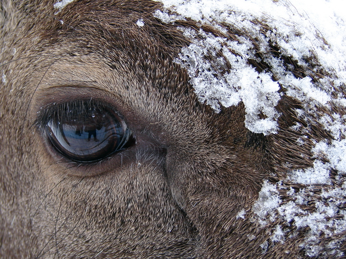 Cervus albirostris / White-lipped deer (eye), 13-02-2010