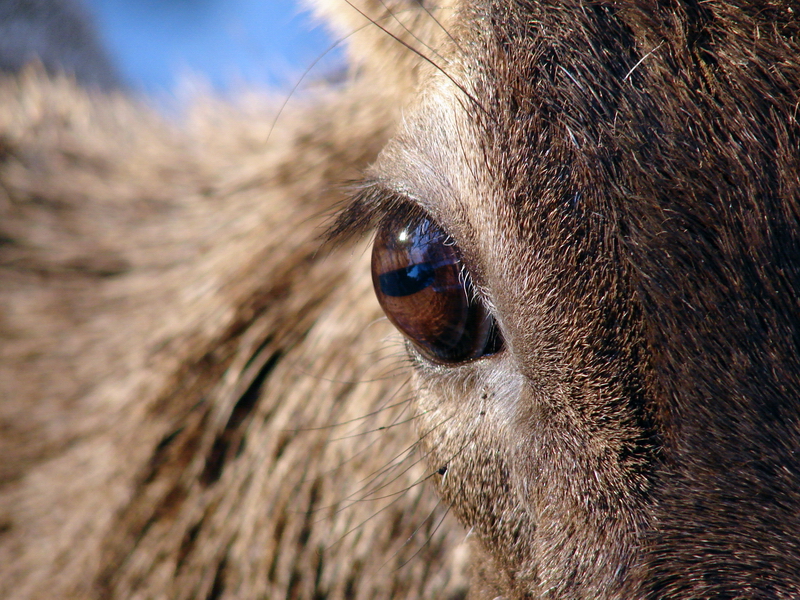 Cervus albirostris / White-lipped deer (eye), 20-03-2011