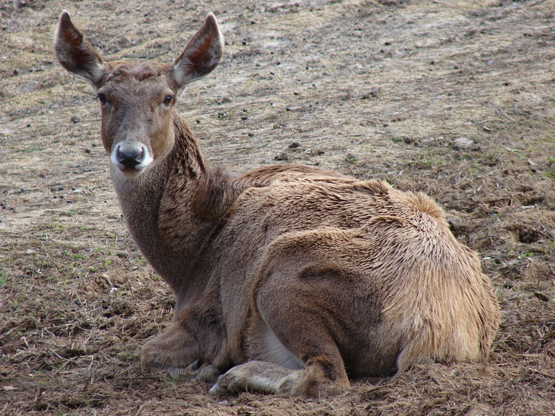 Cervus albirostris / White-lipped deer (female), 04-04-2010.
