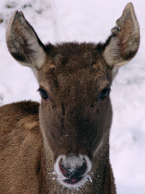 Cervus albirostris / White-lipped deer (female), 07-03-2010
