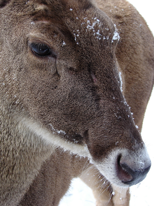 Cervus albirostris / White-lipped deer (female), 07-03-2010