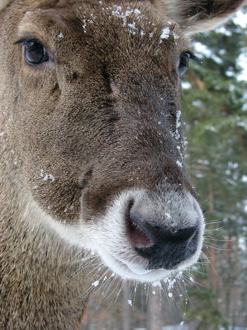 Cervus albirostris / White-lipped deer (female), 07-03-2010