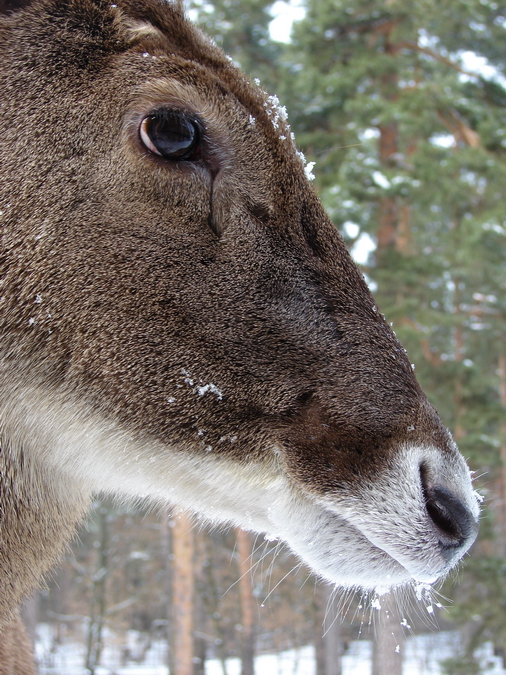 Cervus albirostris / White-lipped deer (female), 07-03-2010