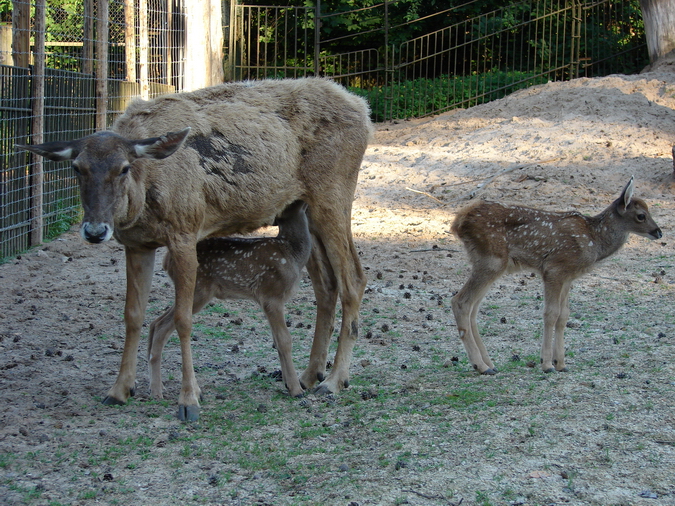 Cervus albirostris / White-lipped deer (female with calfs), 10-07-2010