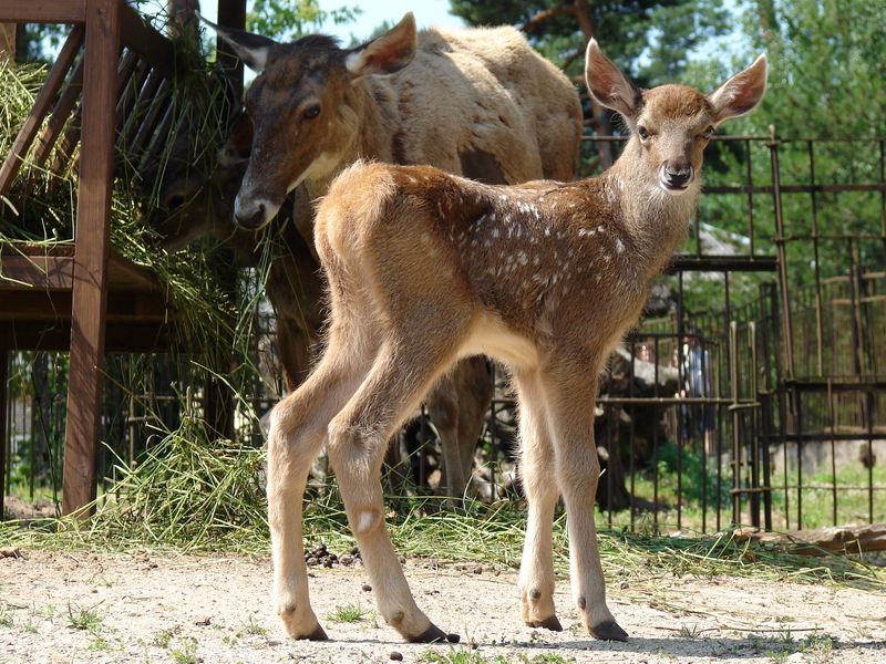 Cervus albirostris / White-lipped deer (female with newborn calf), 10-07-20