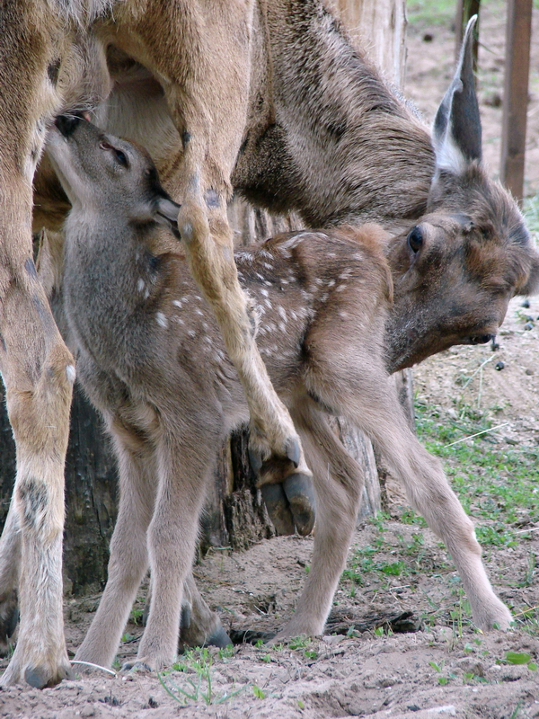 Cervus albirostris / White-lipped deer (female with newborn calf), 27-06-20