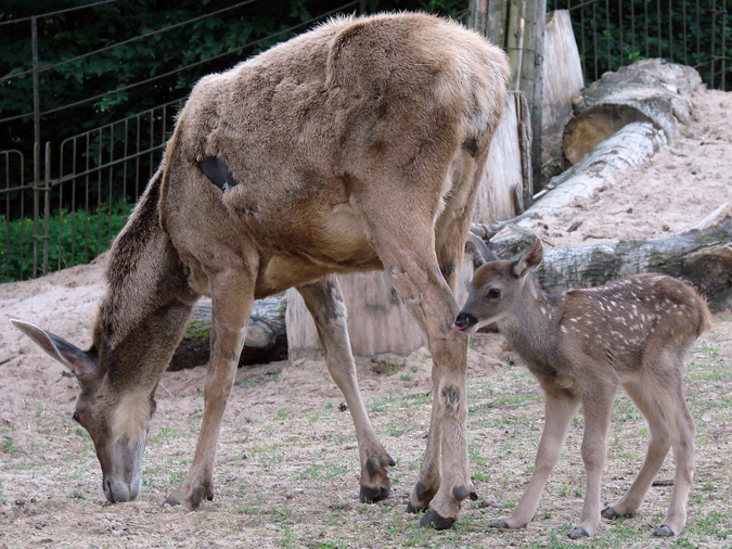 Cervus albirostris / White-lipped deer (female with newborn calf), 27-06-20