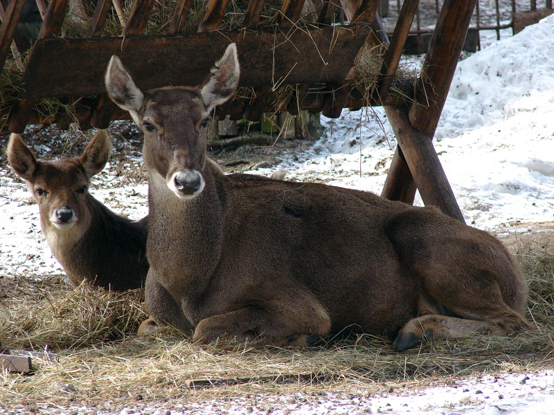 Cervus albirostris / White-lipped deer (female with young), 26-03-2011