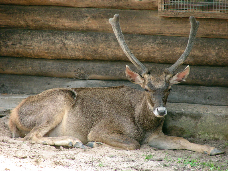 Cervus albirostris / White-lipped deer (male), 07-08-2010