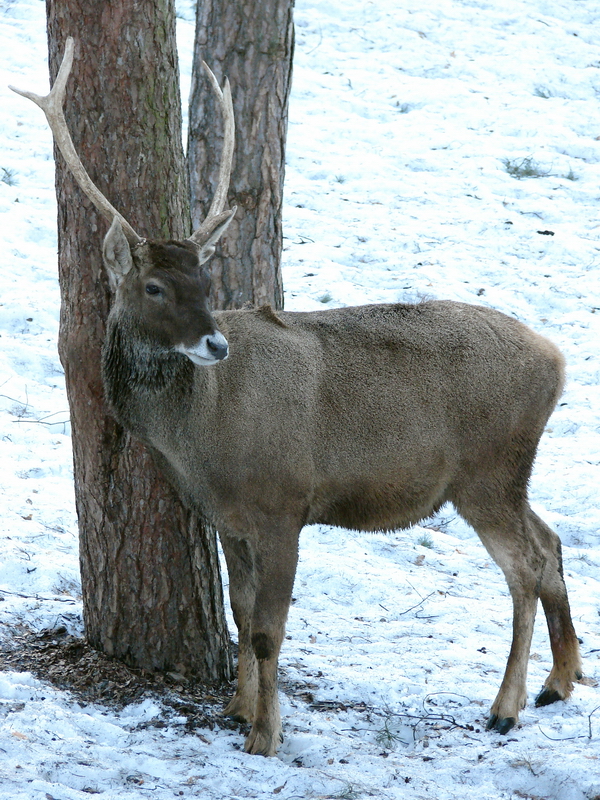 Cervus albirostris / White-lipped deer (male), 20-03-2011