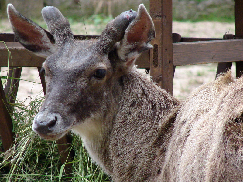 Cervus albirostris / White-lipped deer (male), 24-06-2010