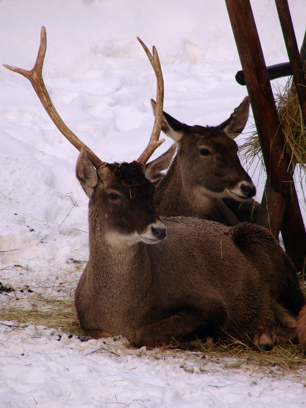Cervus albirostris / White-lipped deer (male and female), 26-12-2010