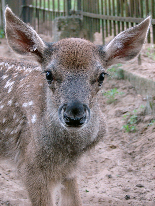 Cervus albirostris / White-lipped deer (newborn calf), 27-06-2010