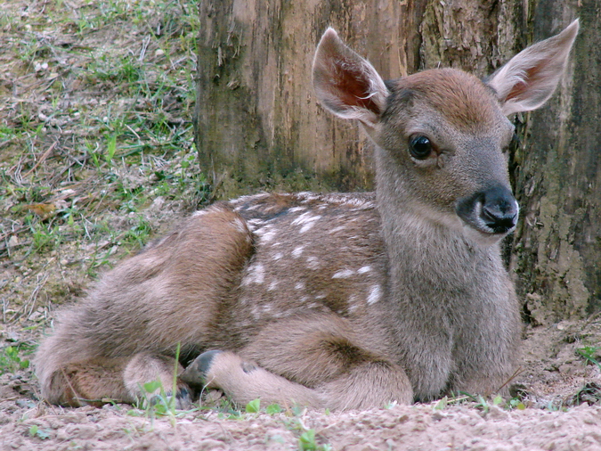 Cervus albirostris / White-lipped deer (newborn calf), 27-06-2010