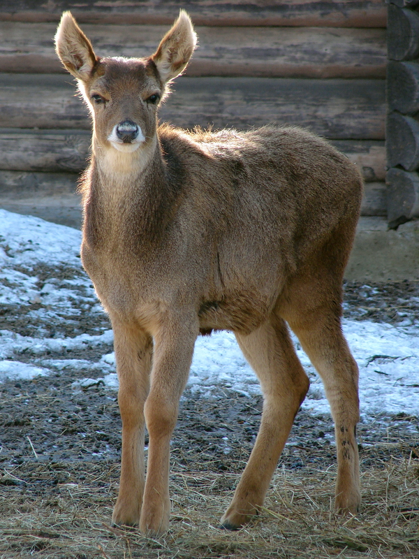 Cervus albirostris / White-lipped deer (young), 26-03-2011